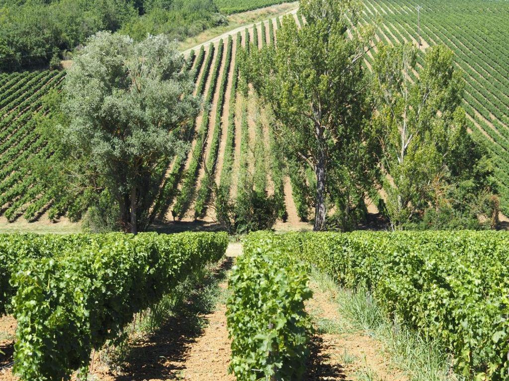 Le Mas De Doat, Gite De Charme 4 Etoiles Dans Le Triangle D Or Proche Gaillac Et Albi Senouillac 外观 照片