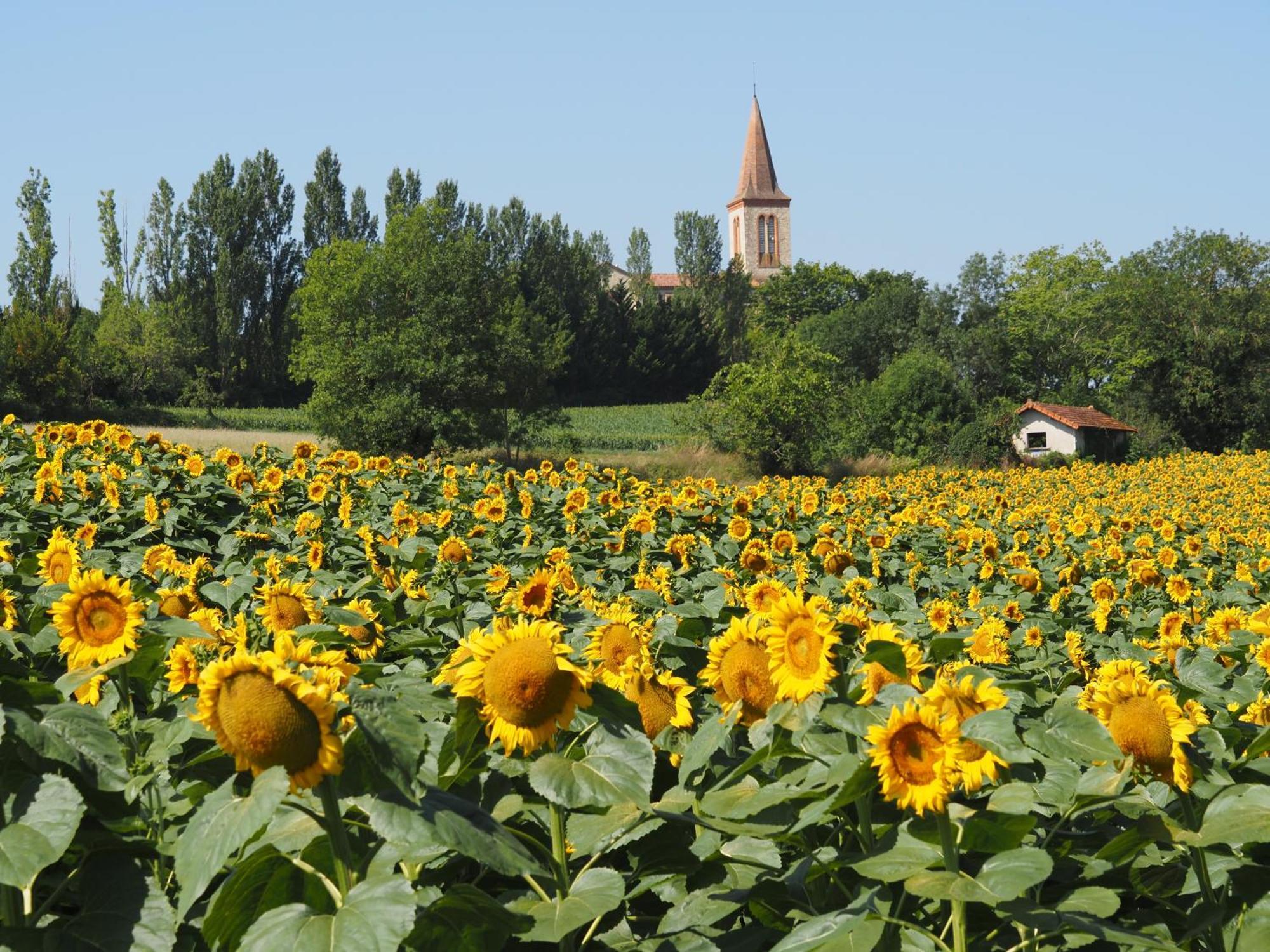 Le Mas De Doat, Gite De Charme 4 Etoiles Dans Le Triangle D Or Proche Gaillac Et Albi Senouillac 外观 照片